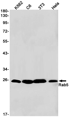 WB - Rab5 Rabbit mAb AP75987